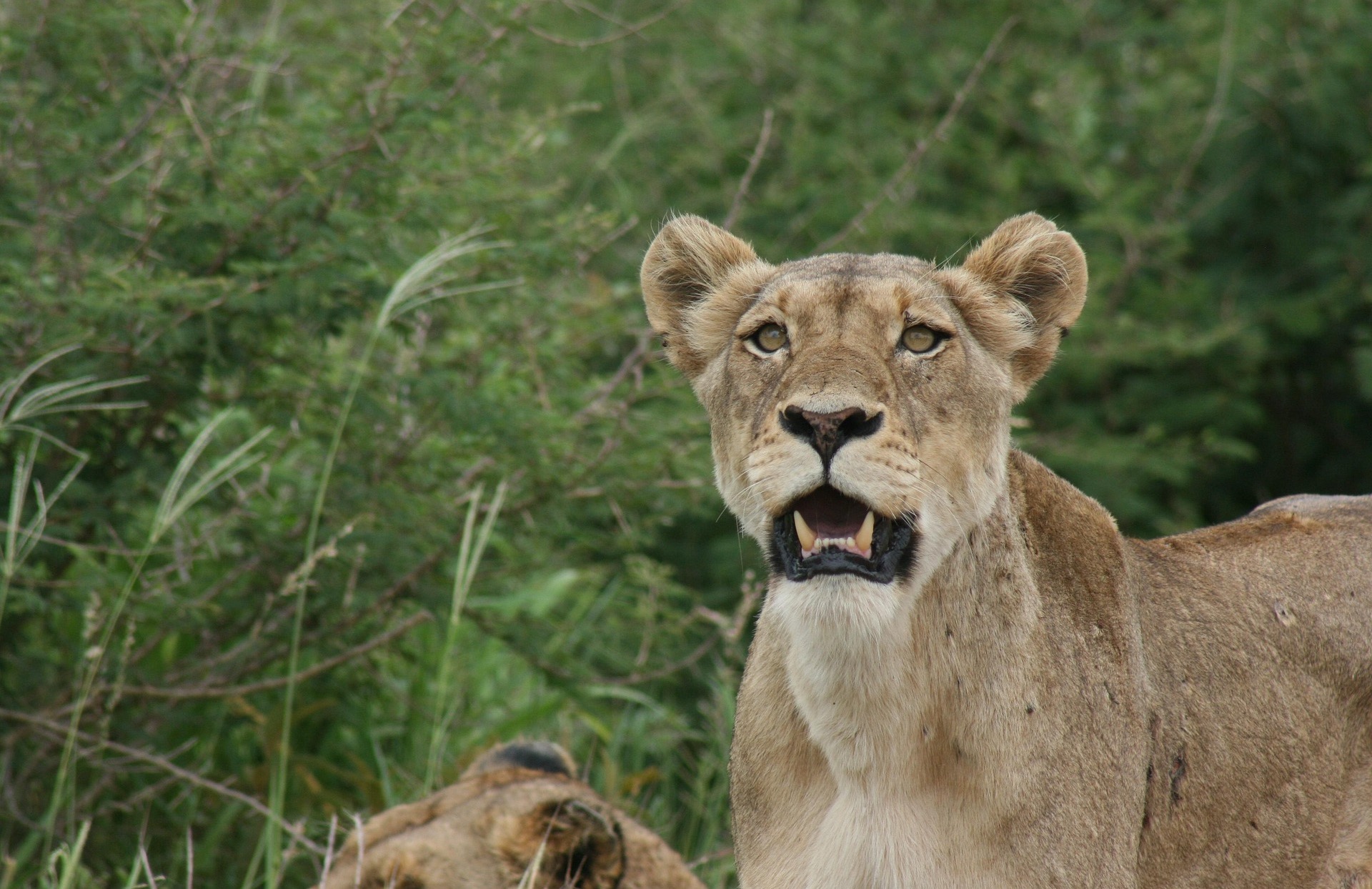 3-Day Kruger National Park Safari Experience