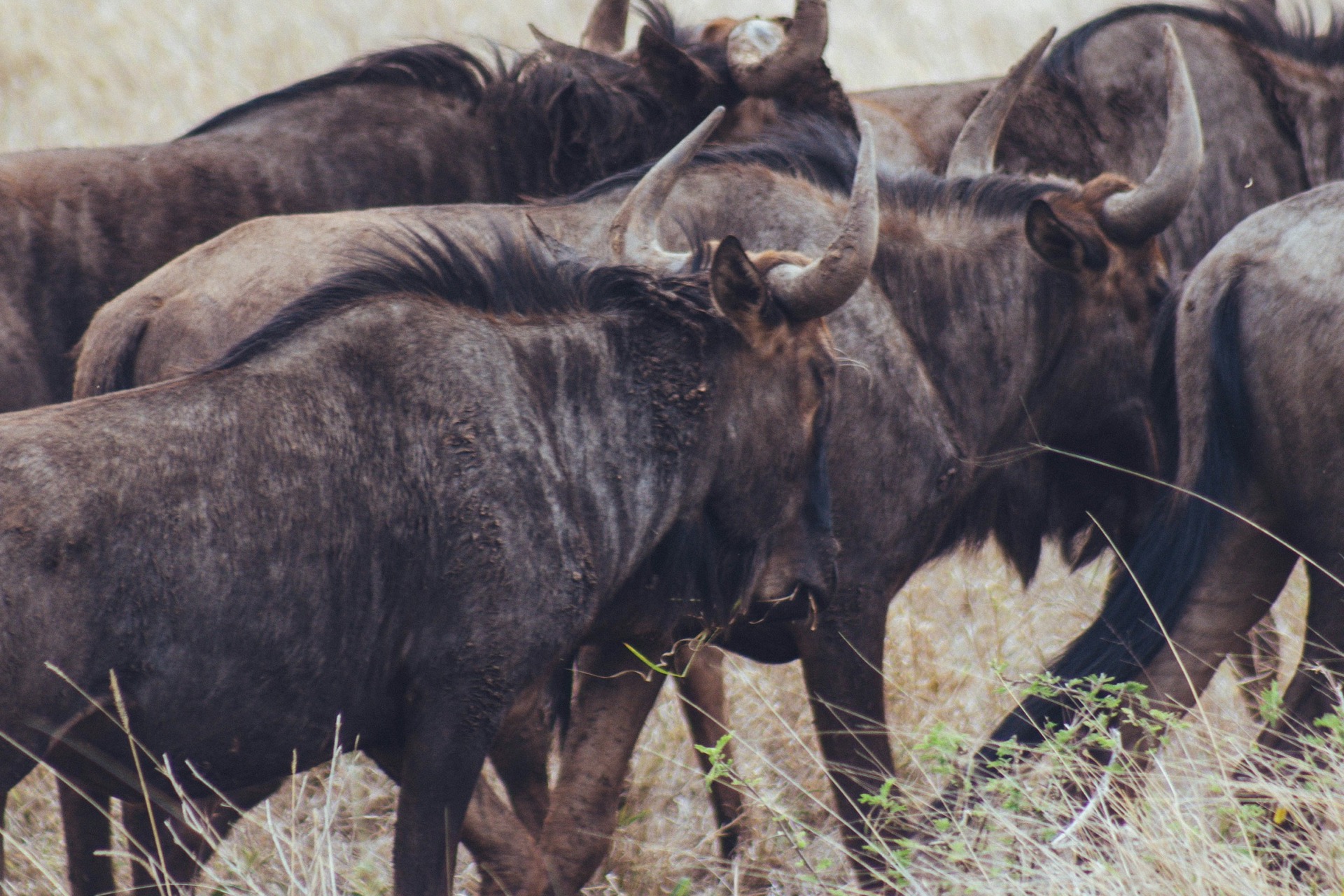 5-Day Kruger National Park Big Five Safari