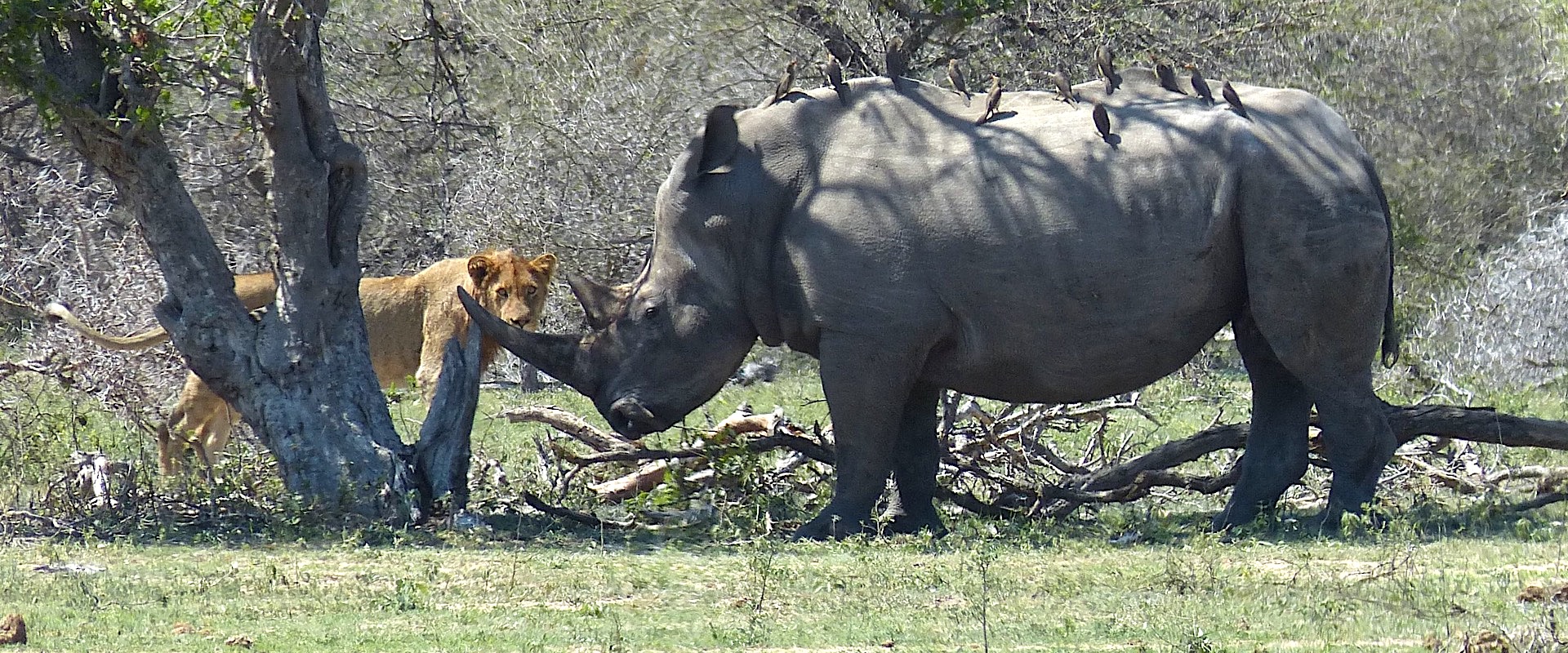 Kruger National Park Big Five Safari Tours