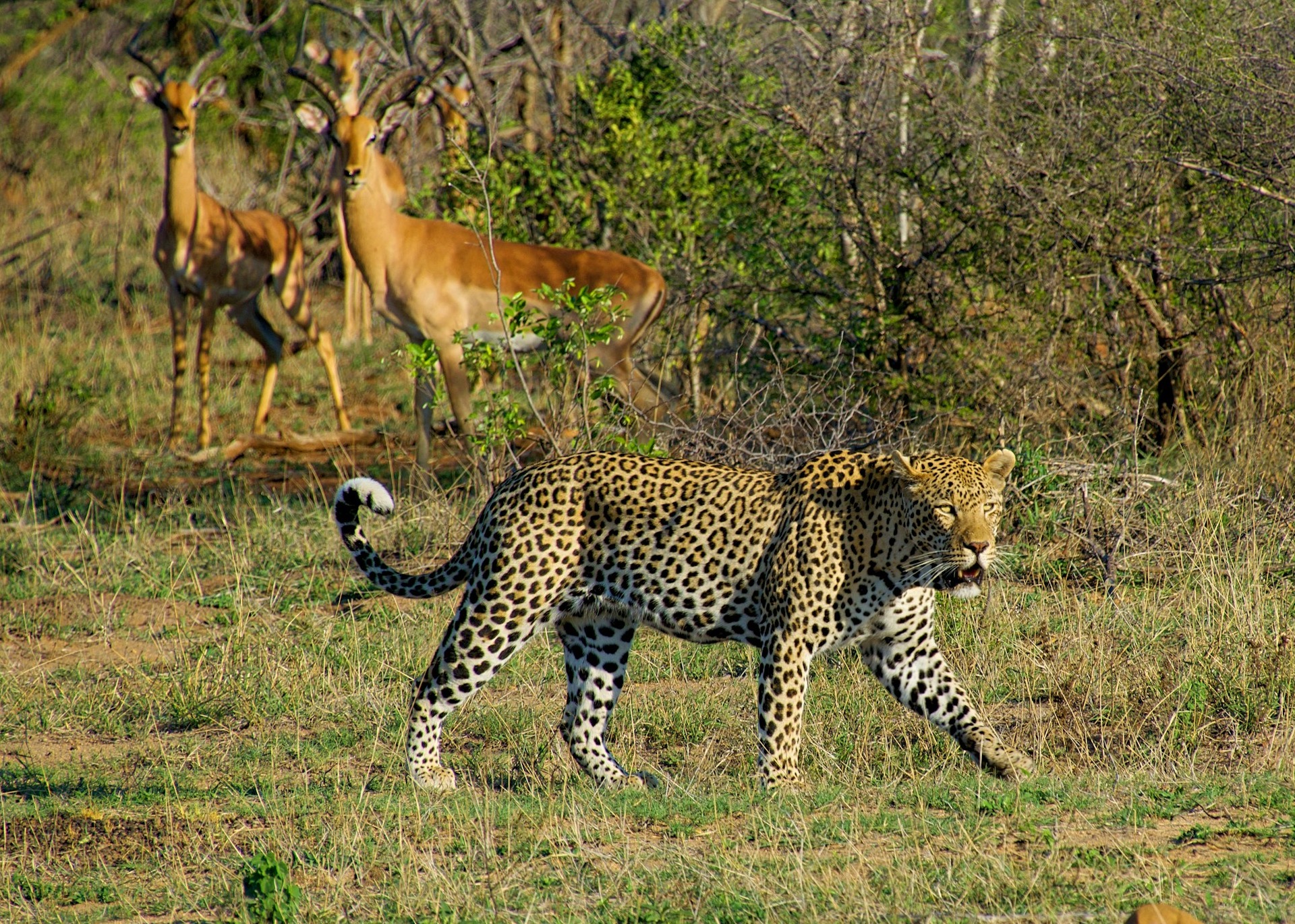 Kruger National Park Climate and Conservation