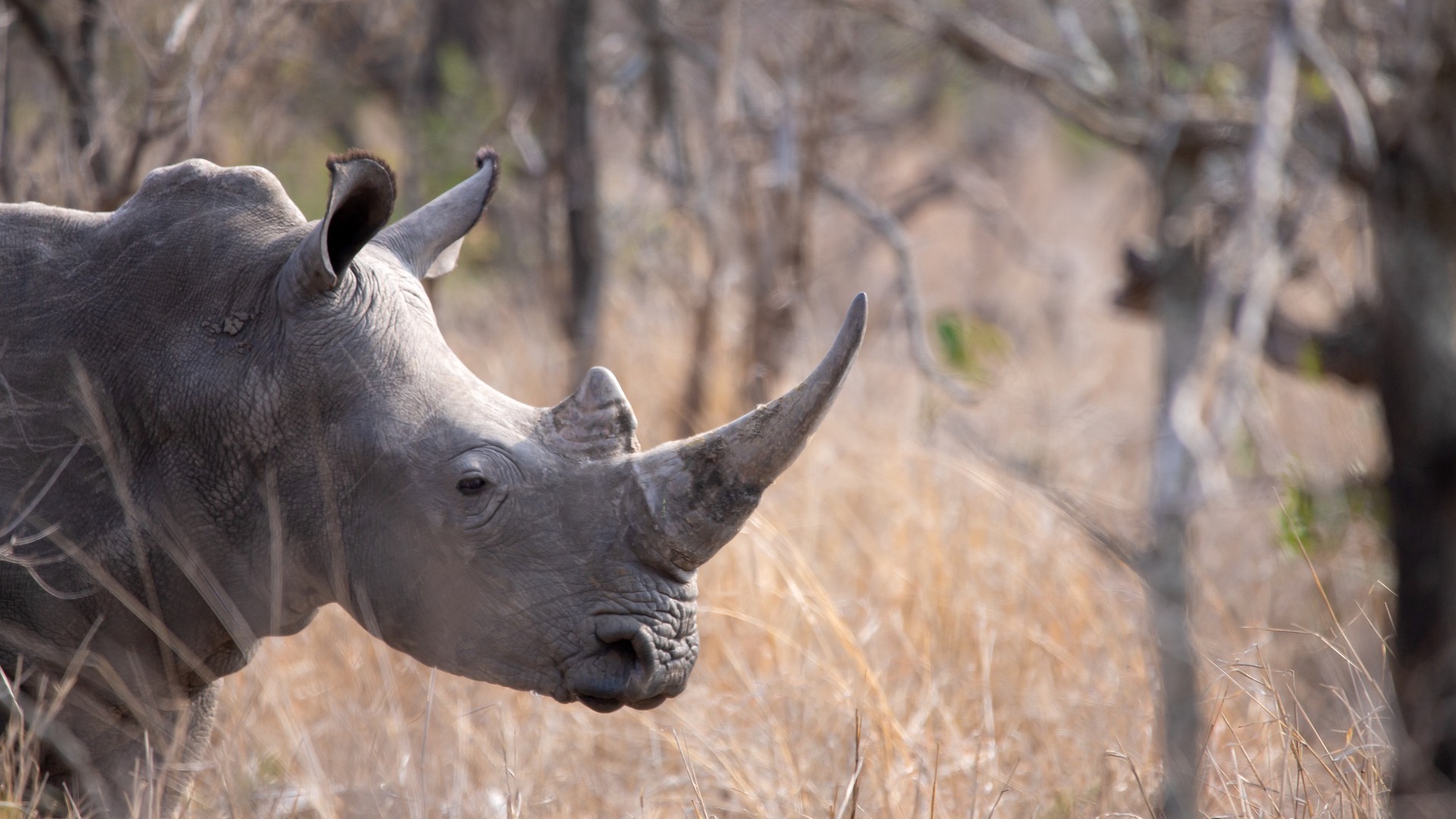 Kruger National Park Wildlife and Landscape