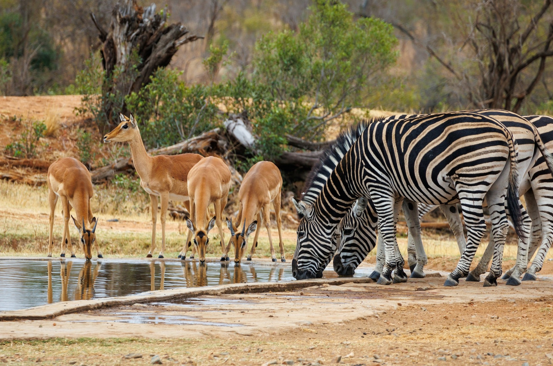 Contemporary Kruger National Park Conservation