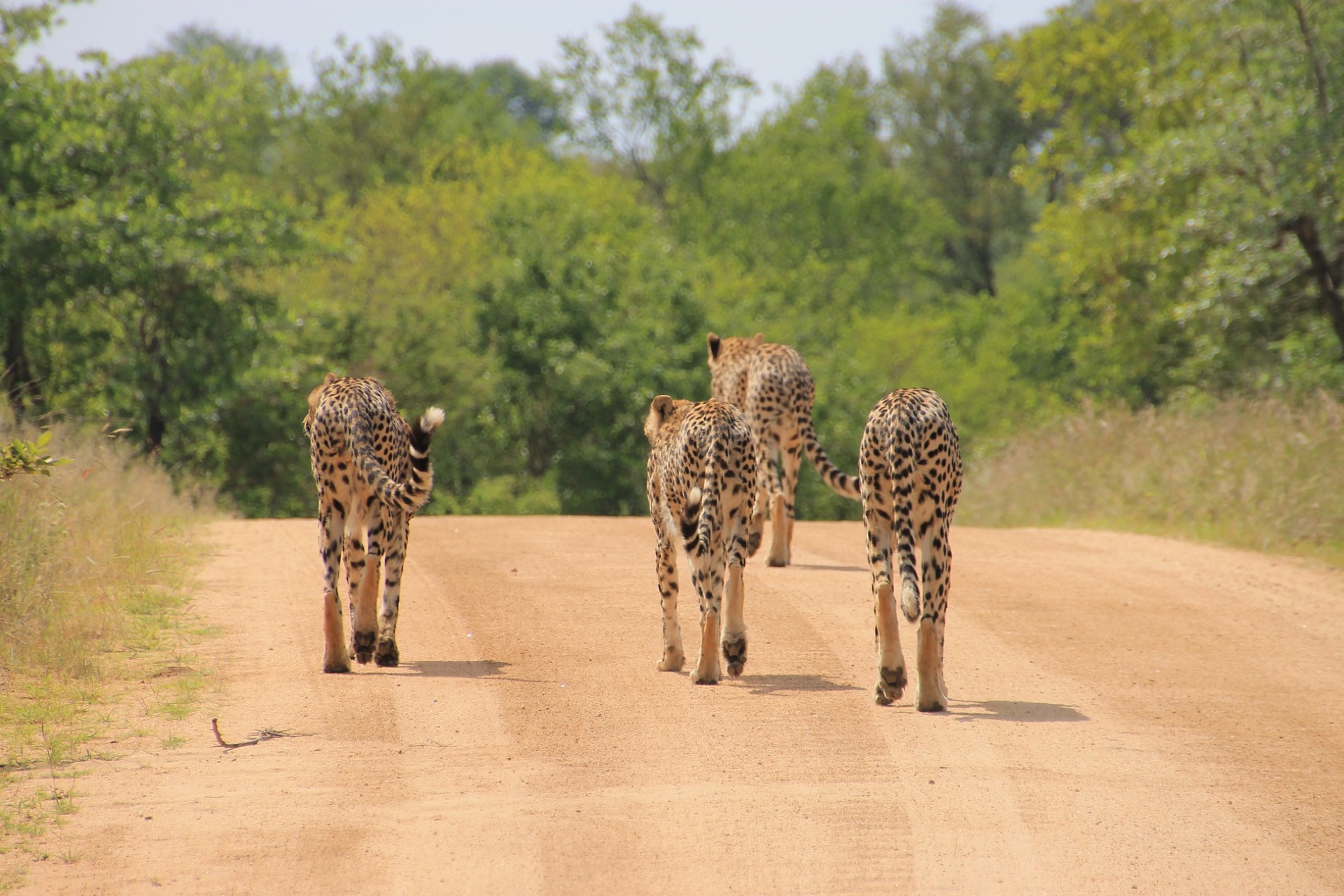Early Kruger National Park Conservation Era