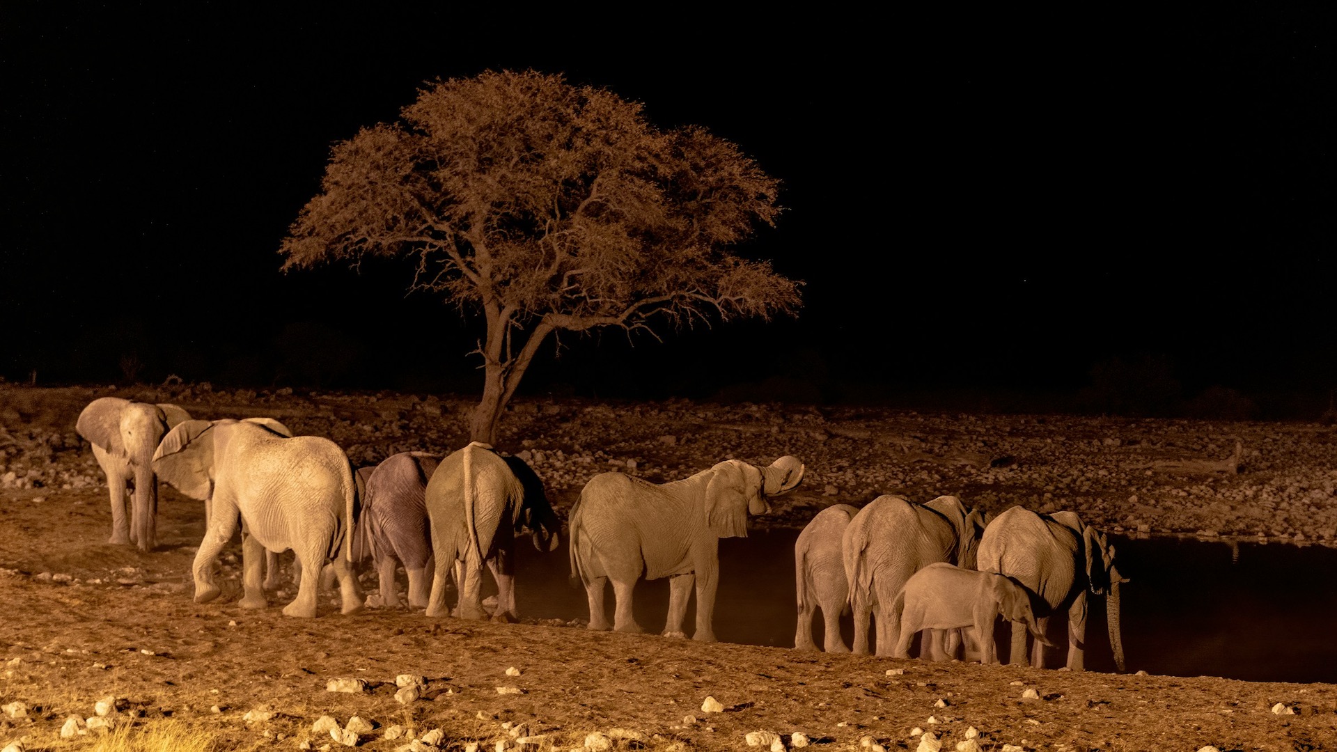 Kruger National Park Night Safari Drives