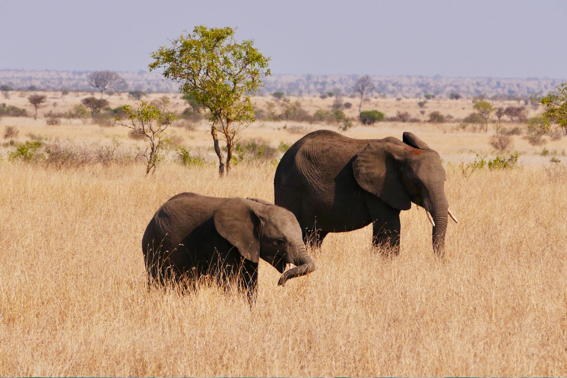Kruger National Park Wildlife Photography Safari