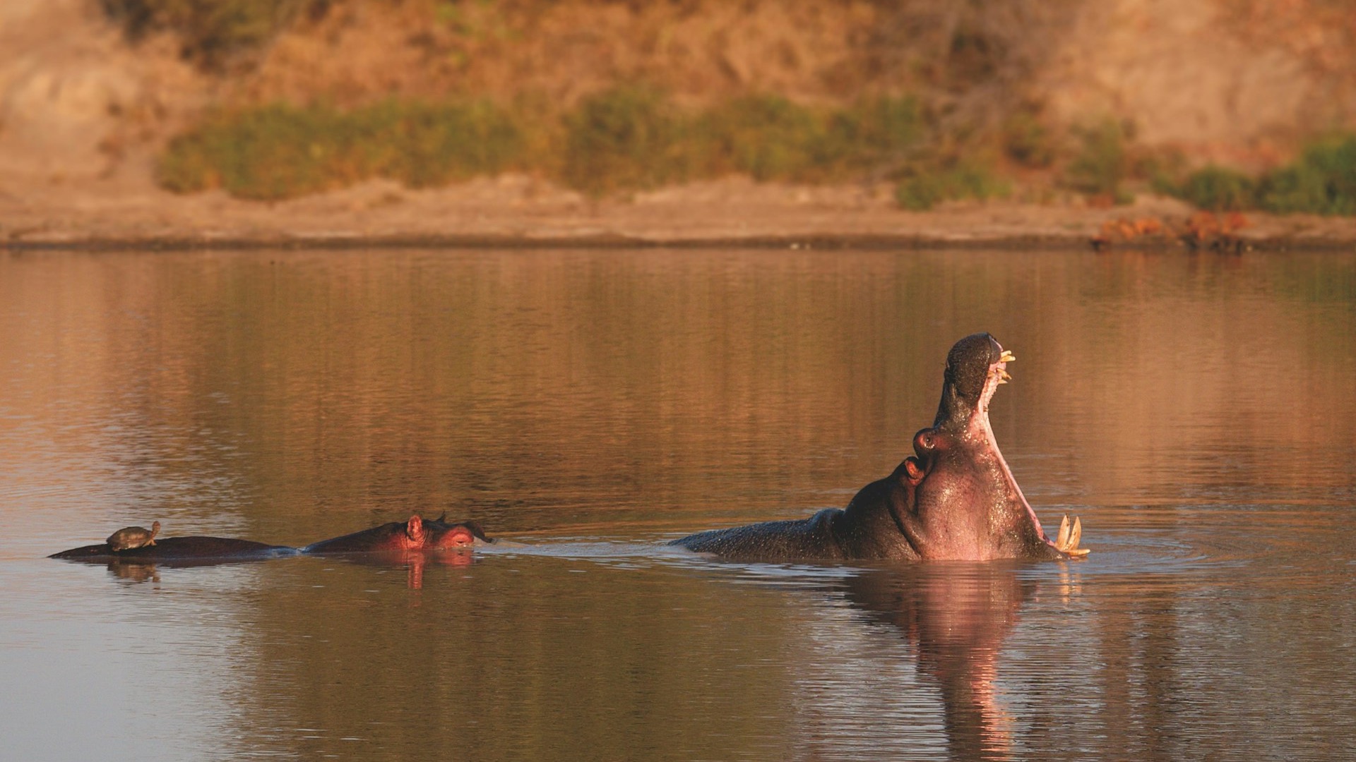 Kruger National Park Wildlife Research and Education