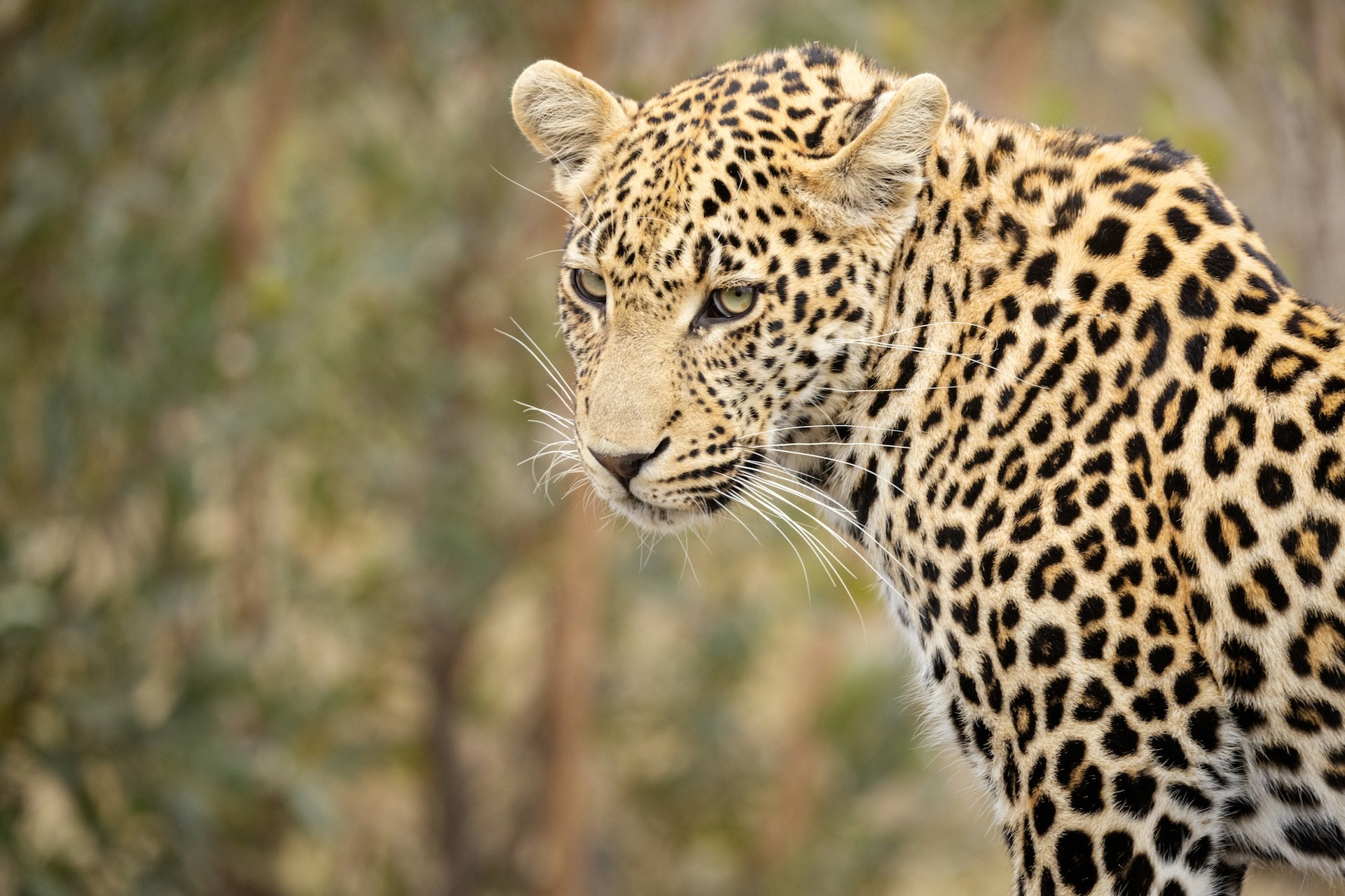 Kruger National Park Safari Booking and Tips