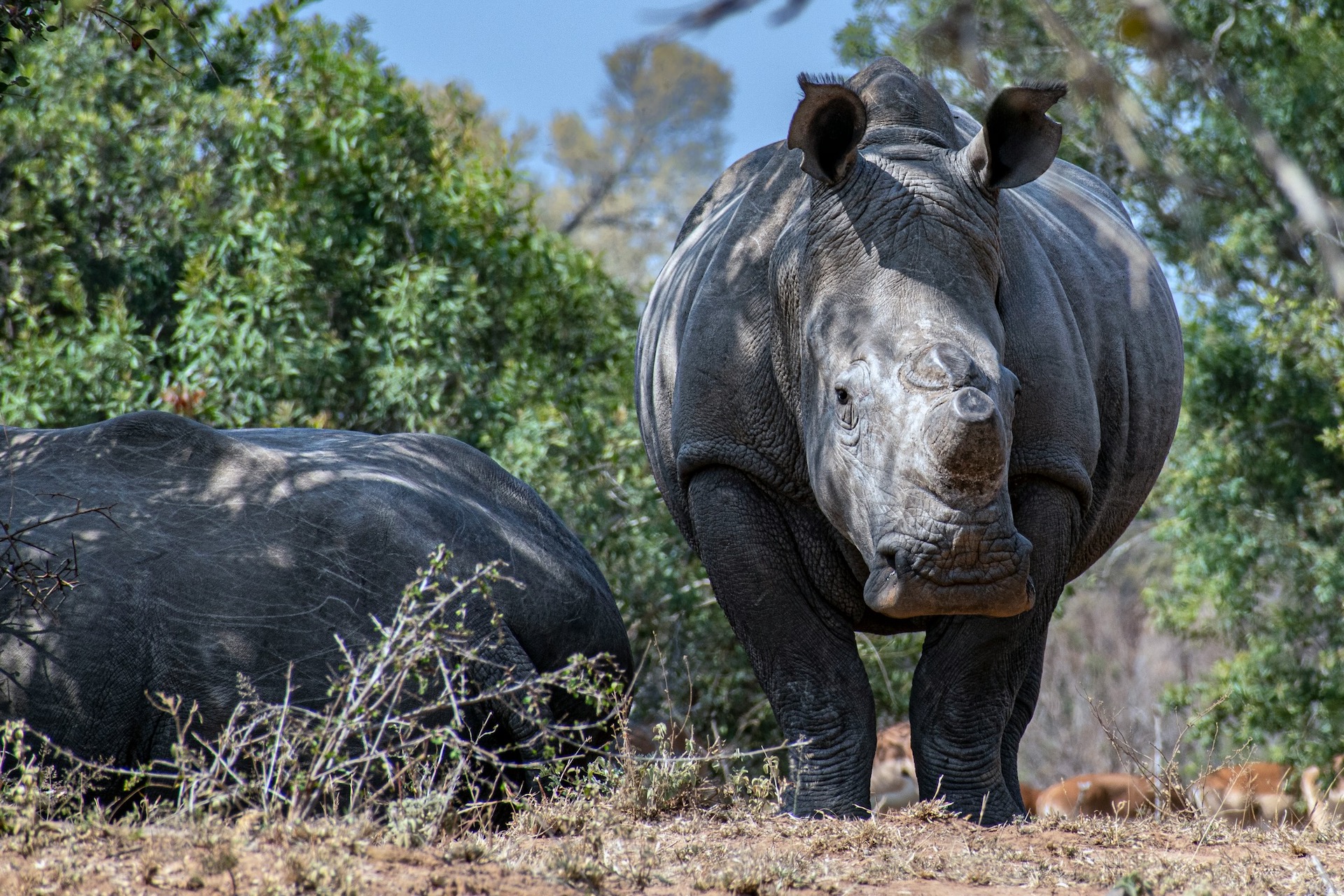 Kruger National Park Specialized Safari Activities
