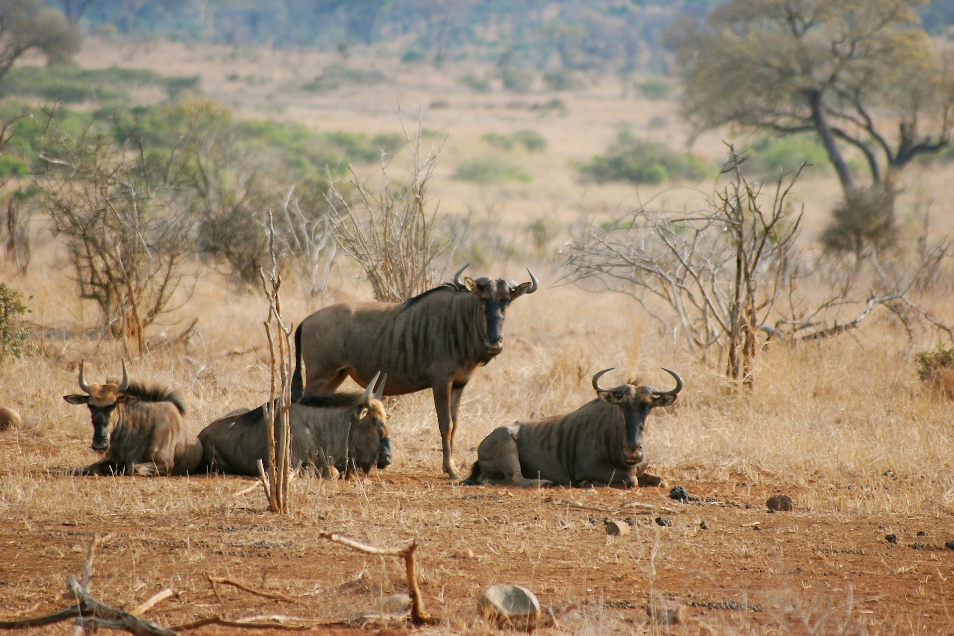 Kruger National Park Conservation and Community