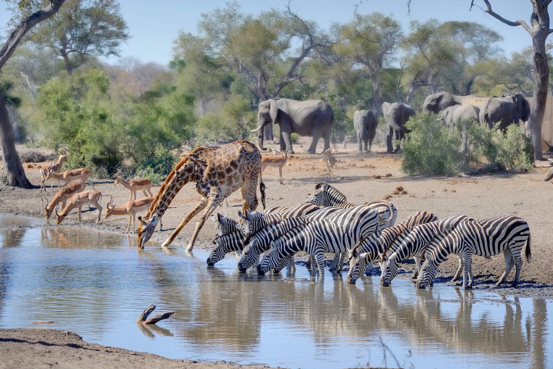 Kruger National Park Wildlife Safari