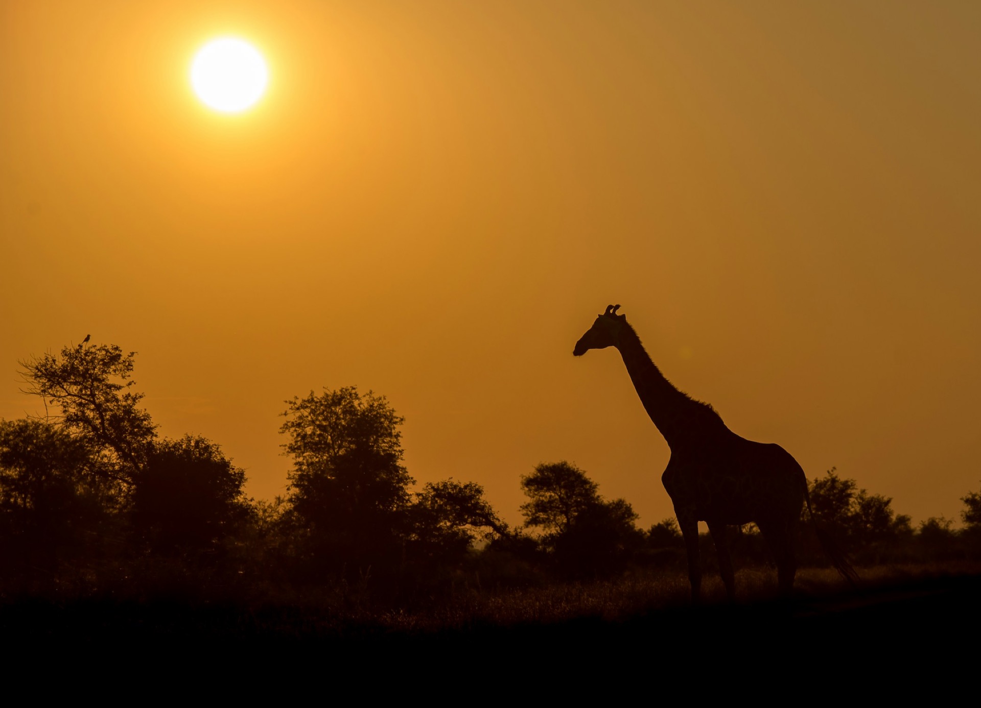 Kruger National Park Wildlife Regions and Ecosystems